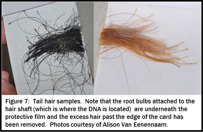 Fig 7. Tail hair samples.