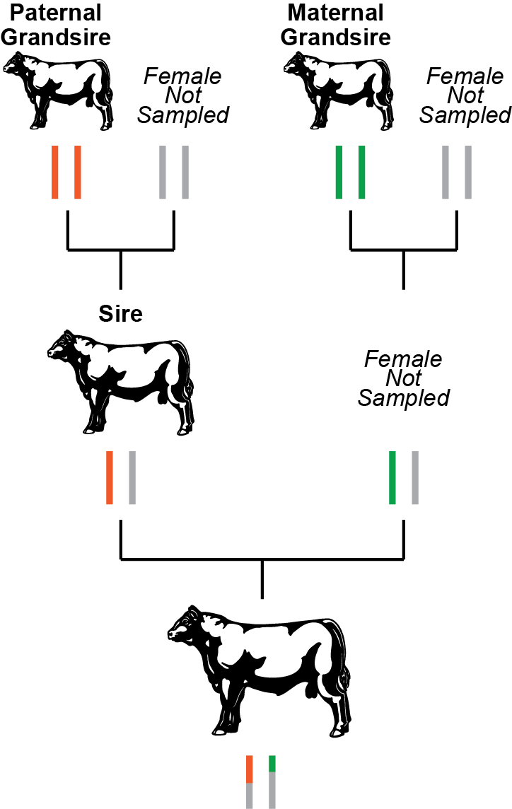 Figure 2. Pedigree-based versus genomic-based relationships