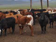 Picture of a group of cattle