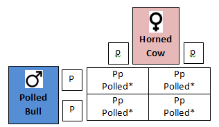 Outcomes of mating a homozygous polled bull to homozygous horned females.