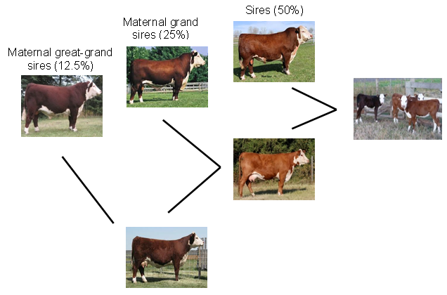Figure showing sire contribution towards genetic composition of calf crop over 3 generations.