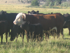 Picture of cattle