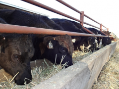 Picture of cows at feed bunker