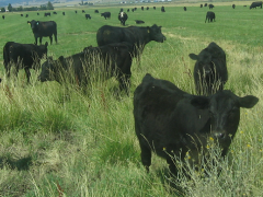 Picture of cows in field