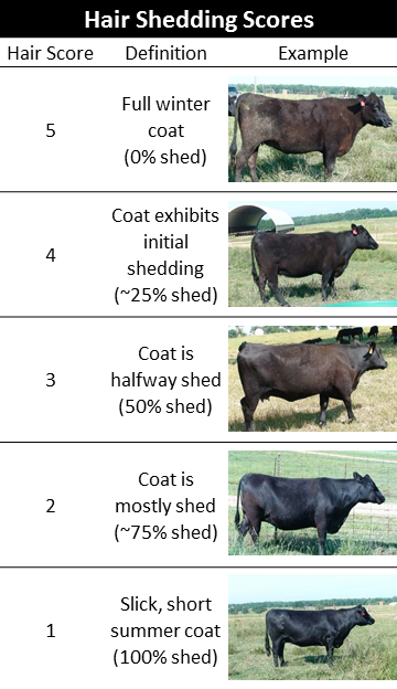 Figure showing examples of hair shedding scores from 5 (full winter coat) to 1 (slick, short summer coat)