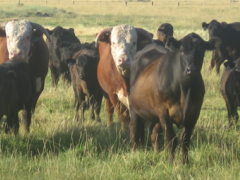 Picture of herd of cattle